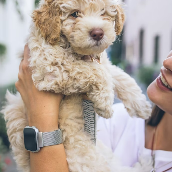 Pocket-sized Cockapoo